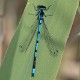 Coenagrion pulchellum male-190432